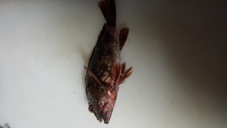 ガルプ　恐るべし‼