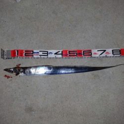 ルーティン破りでヒット