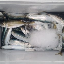 イワシが来たあ