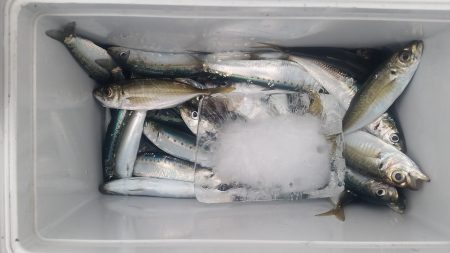 イワシが来たあ