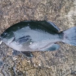 結構釣れました！