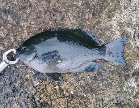 結構釣れました！