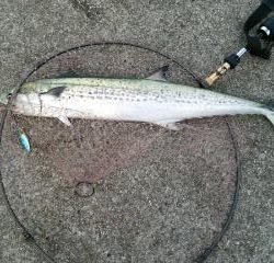 ラストサワラ！