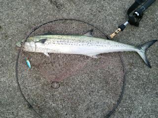 ラストサワラ！