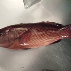 ちょい投げ放置でエギング