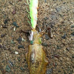 何処も荒れ荒れ