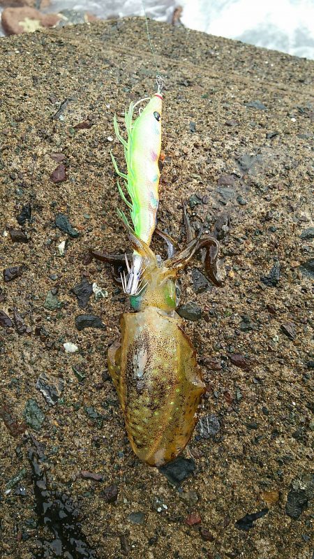 何処も荒れ荒れ