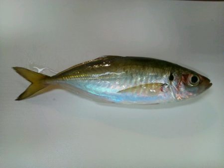 アジが釣れた