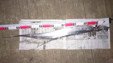 太刀魚からのアジング