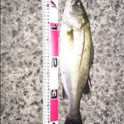 ルアーフィッシング