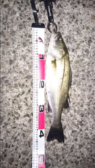 ルアーフィッシング