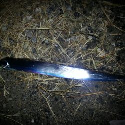 早朝のタチウオ、小潮で好調！！