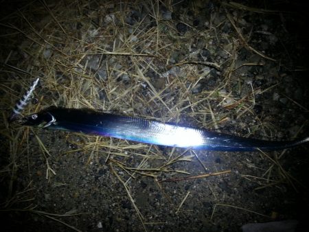 早朝のタチウオ、小潮で好調！！