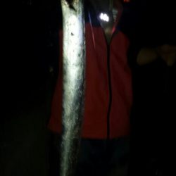 サイズアップのタチウオ