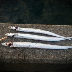 夕方のタチウオ