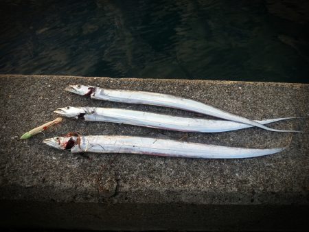 夕方のタチウオ