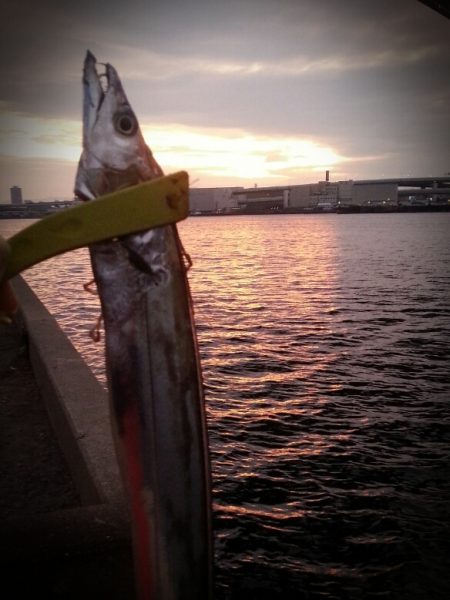 メタルジグでタチウオ