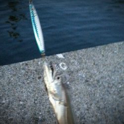 100均のメタルジグでタチウオ