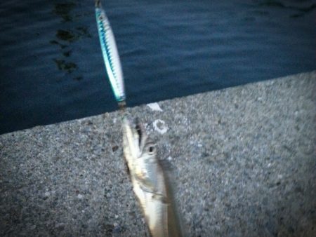 100均のメタルジグでタチウオ