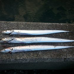 カスタムジグで早朝タチウオ