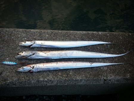 カスタムジグで早朝タチウオ