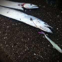 新しいルアーでタチウオ