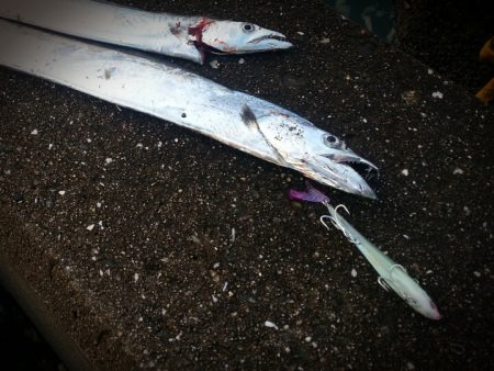 新しいルアーでタチウオ