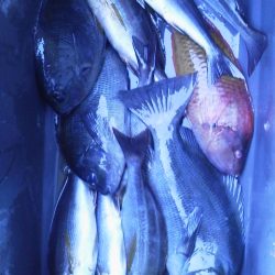 グレ3匹・・・・・イサキ8匹・・・・ベラ1匹・・・