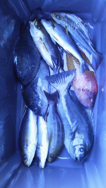 グレ3匹・・・・・イサキ8匹・・・・ベラ1…