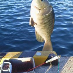 魚おらず・・・やっと20cmグレ・・・