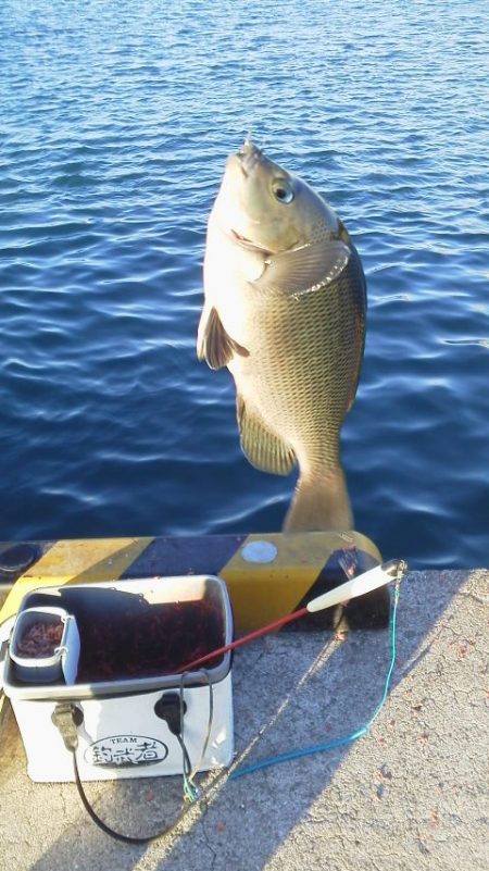 魚おらず・・・やっと20cmグレ・・・