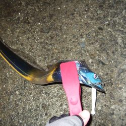 今日は渋かった・・・。