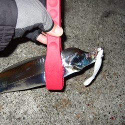 まだまだいけそうです