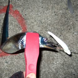 ボウズかと思った