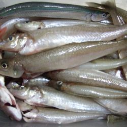 キス釣り、満喫。