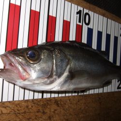 ウキでセイゴ！