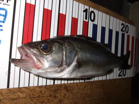 ウキでセイゴ！