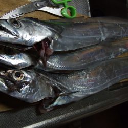 今年最大の太刀魚！