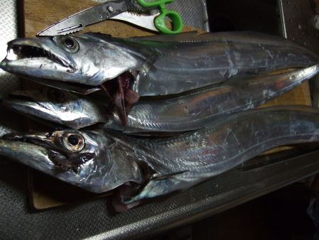 今年最大の太刀魚！