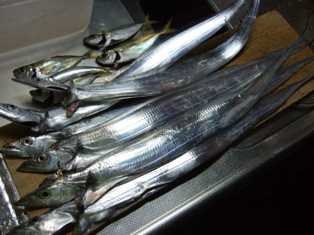 寒くなる前に、タチウオをもう１度