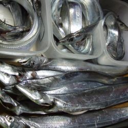 朝、タチウオ。好調です。