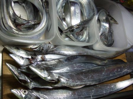 朝、タチウオ。好調です。