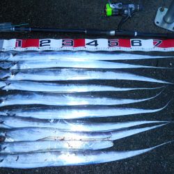 雨天、早朝～タチウオのウキ釣り