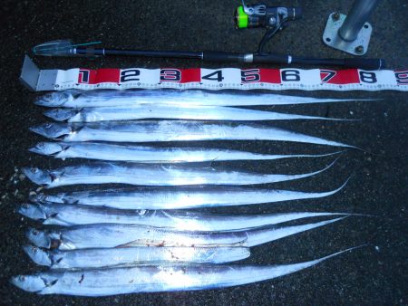 雨天、早朝～タチウオのウキ釣り