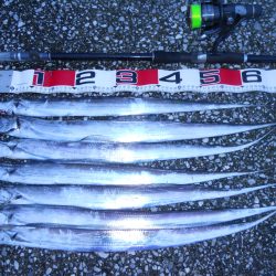 雨天、早朝~ウキ釣りでタチウオ狙い