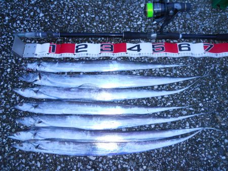 雨天、早朝～ウキ釣りでタチウオ狙い