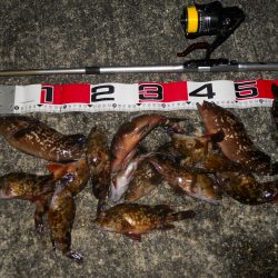 夕方～エビ撒き釣りで根魚狙い