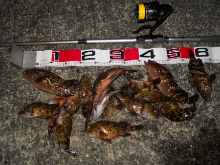 夕方～エビ撒き釣りで根魚狙い