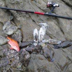 磯でヤエンのアオリイカとカワハギの二刀流!?
