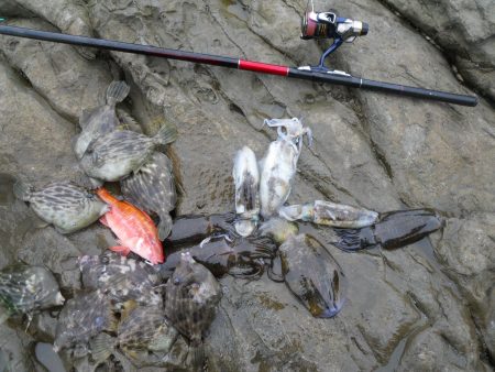 磯でヤエンのアオリイカとカワハギの二刀流!…